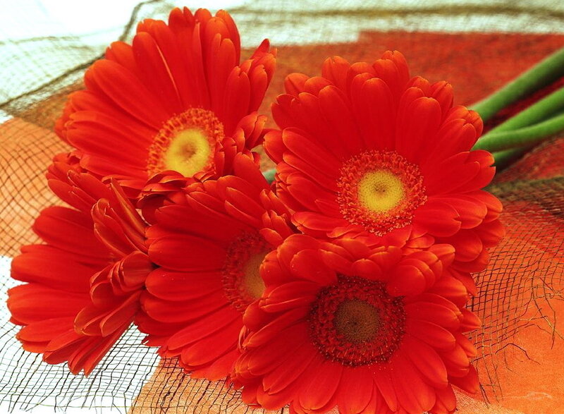 Red gerbera daisies on fabric