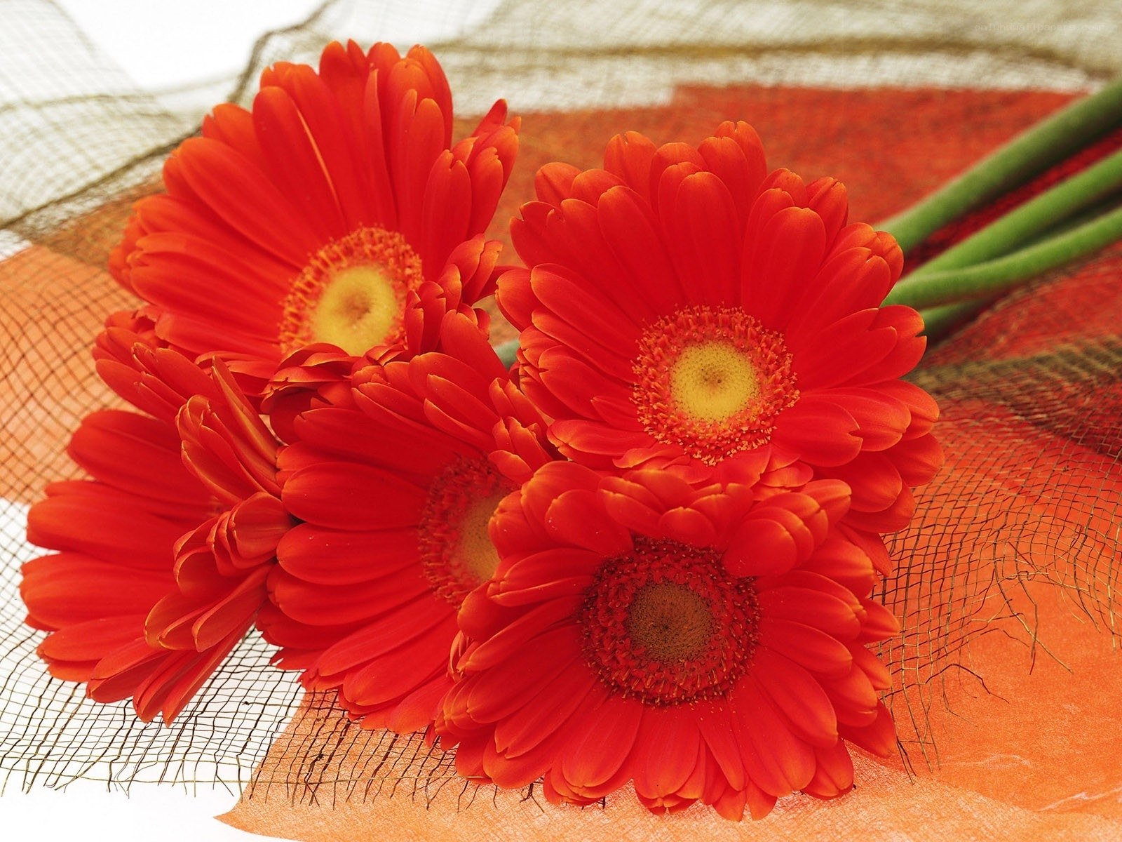 Red gerbera daisies on fabric