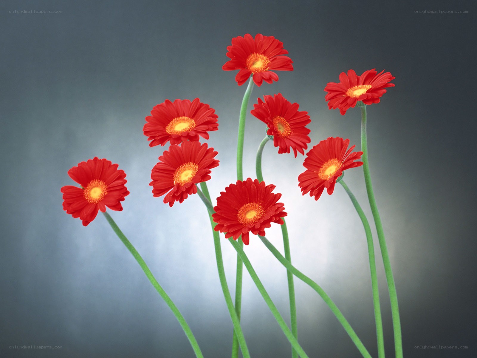 Red gerbera daisies on gray