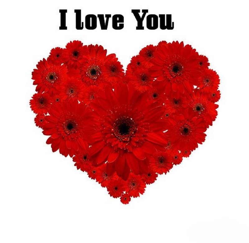 Red Gerbera Daisies — Romantic, Photograph, Heart Shape, Text