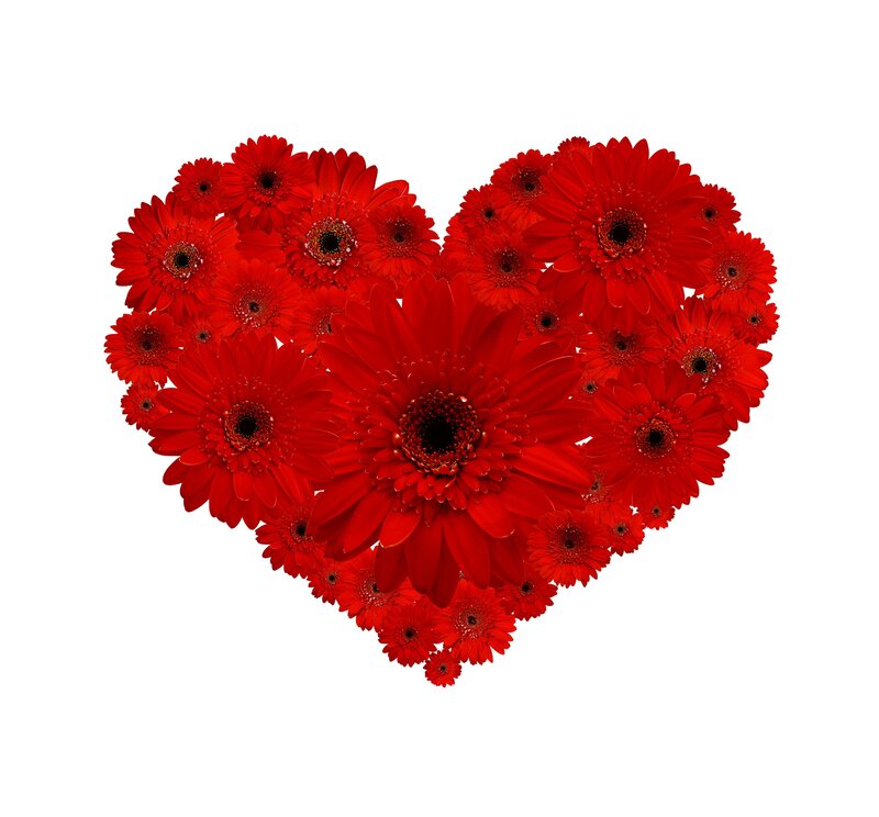 Red Gerbera Daisies — Romantic, Photograph, Heart Shape