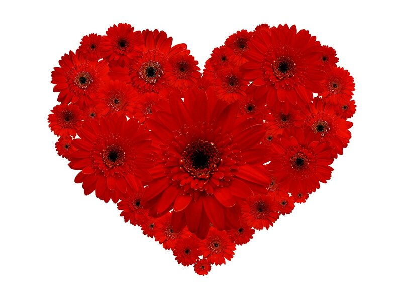 Red Gerbera Daisies — Romantic