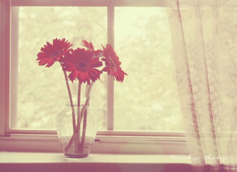 Red Gerbera Daisies — Serene, Morning, Photograph