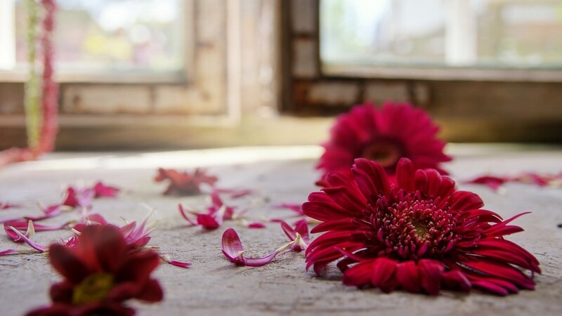 Red Gerbera Daisies — Serene, Morning