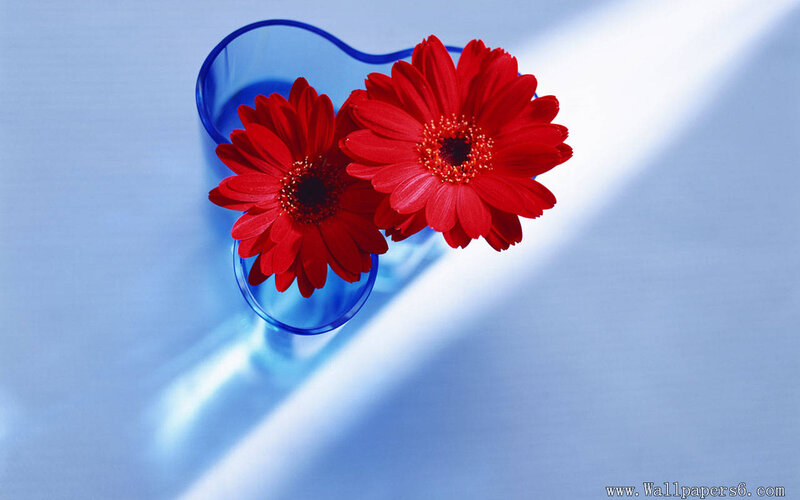 Red Gerbera Daisies — Serene, Photograph, Blue Vase