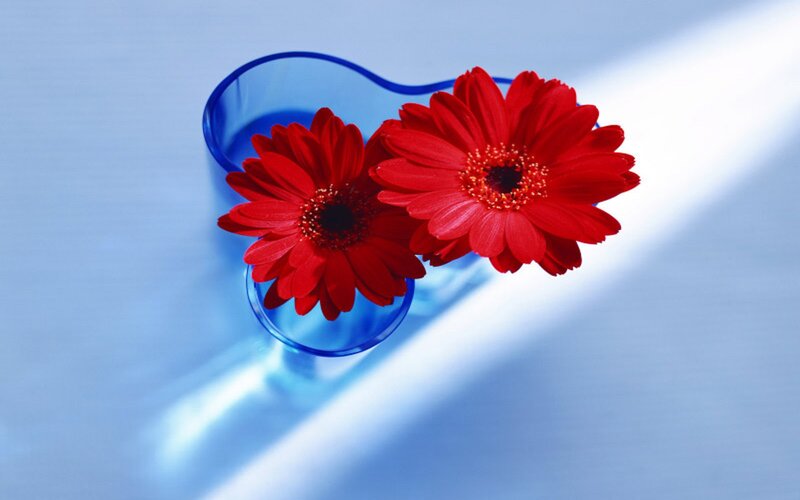 Red Gerbera Daisies — Serene, Photograph