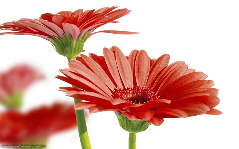 Red gerbera daisies