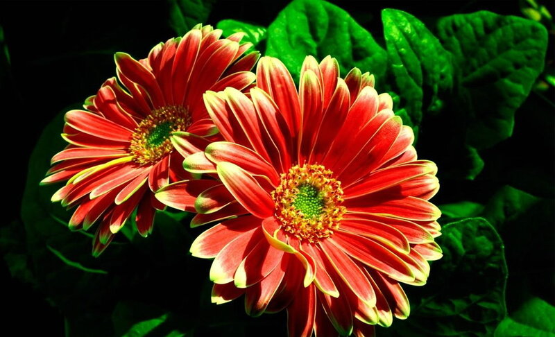 Red Gerbera Daisies — Vibrant, Afternoon, Photograph