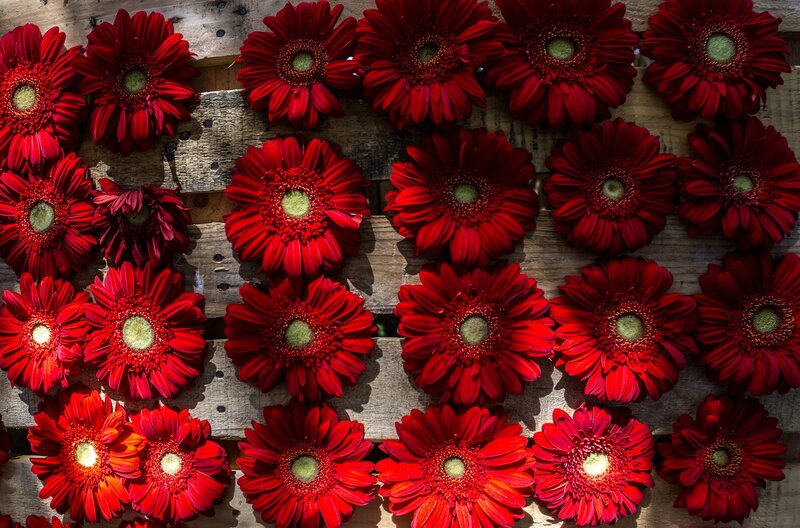 Red Gerbera Daisies — Vibrant, Afternoon, Photograph, Wooden Pallet