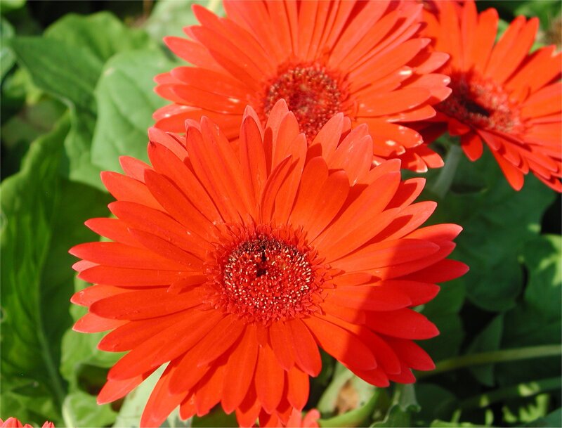 Red Gerbera Daisies — Vibrant, Afternoon