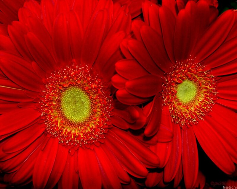 Red Gerbera Daisies — Vibrant, Photograph, Flower