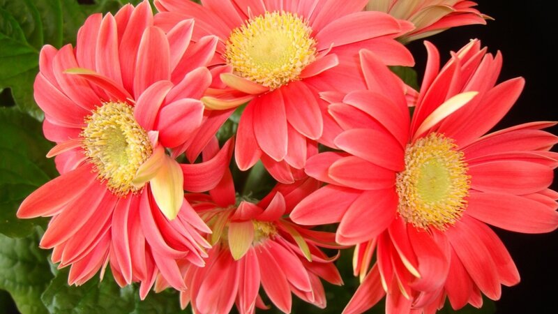 Red Gerbera Daisies — Vibrant, Photograph, Flowers, Leaves