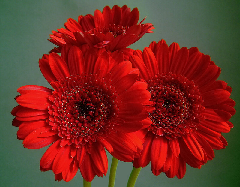 Red Gerbera Daisies — Vibrant, Photograph, Flowers, Stems, Green Background