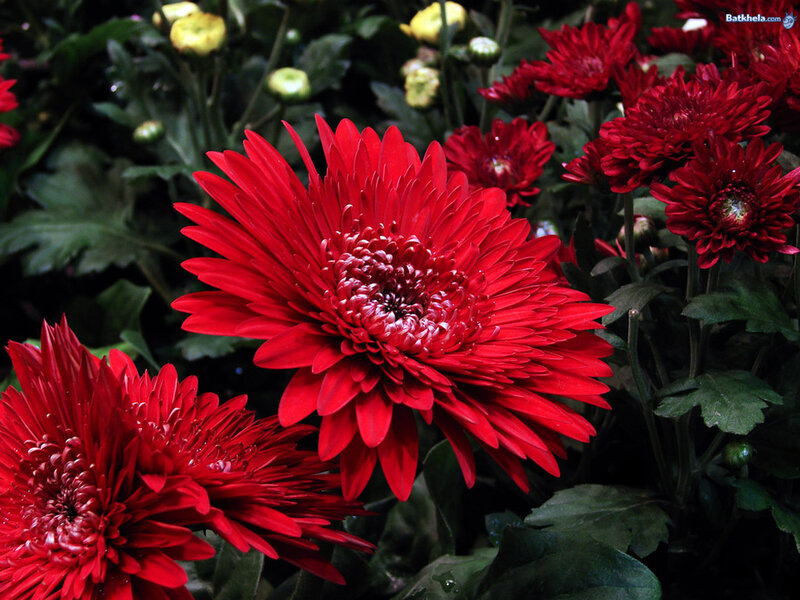 Red Gerbera Daisies — Vibrant, Photograph, Flowers