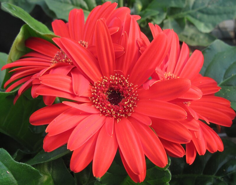Red Gerbera Daisies — Vibrant, Photograph, Green Leaves