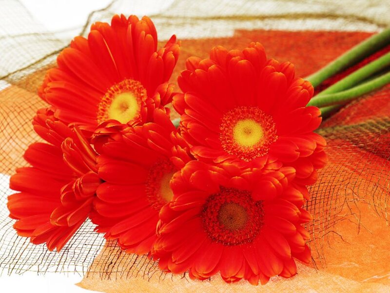 Red Gerbera Daisies — Vibrant, Photograph