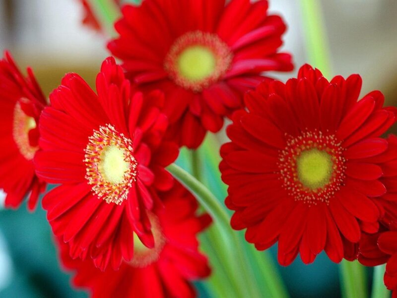Red Gerbera Daisies — Vibrant