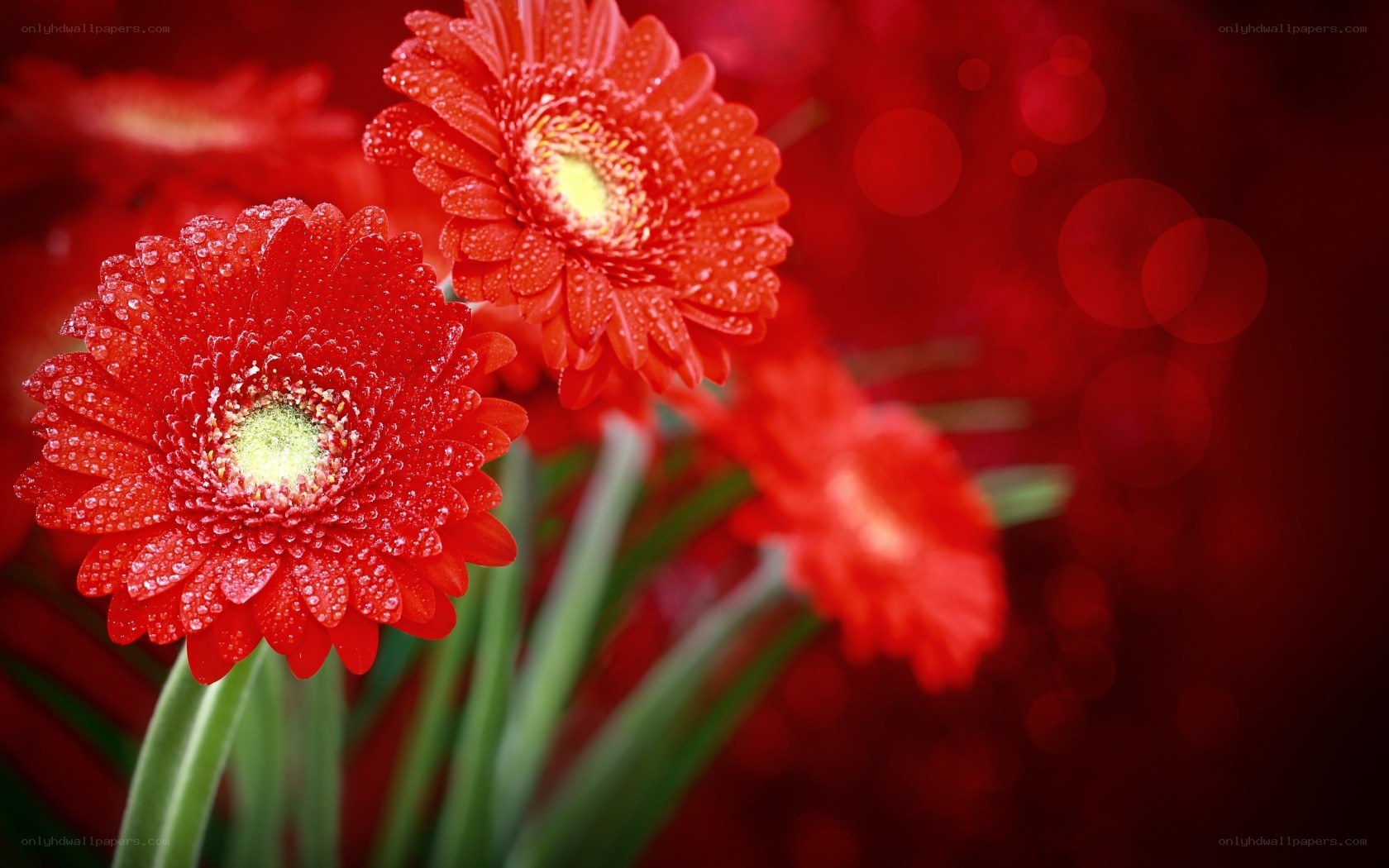 Red gerbera daisies with dew