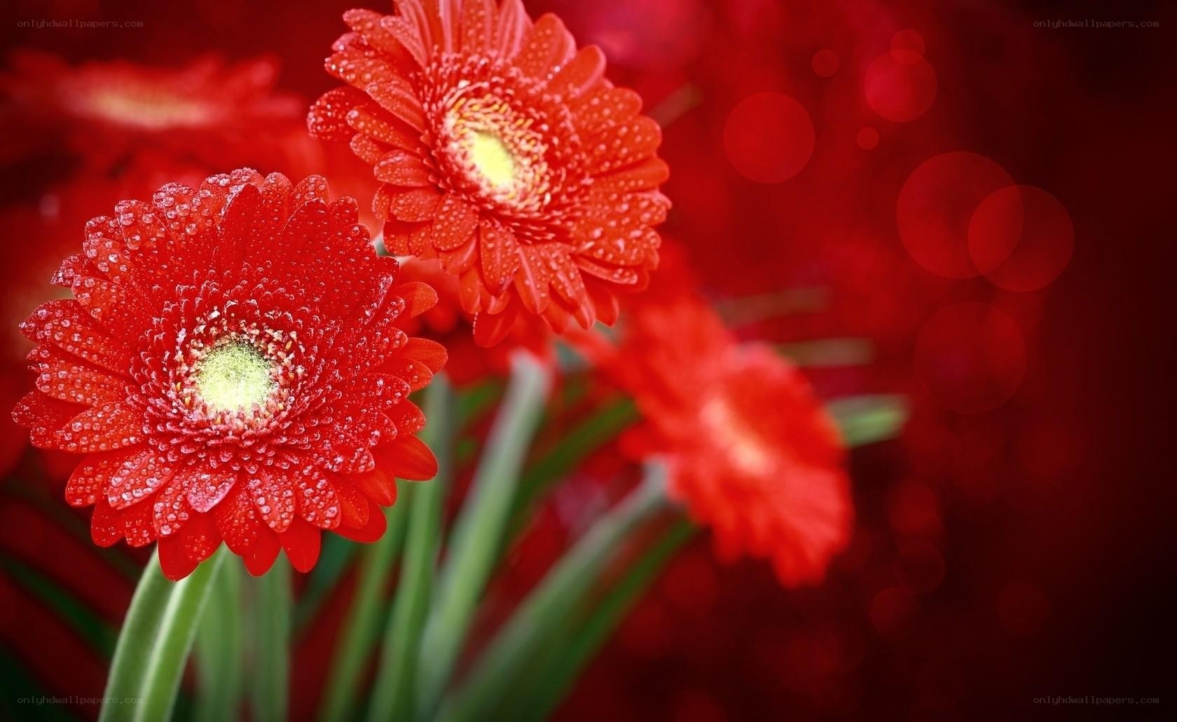 Red gerbera daisies with dew