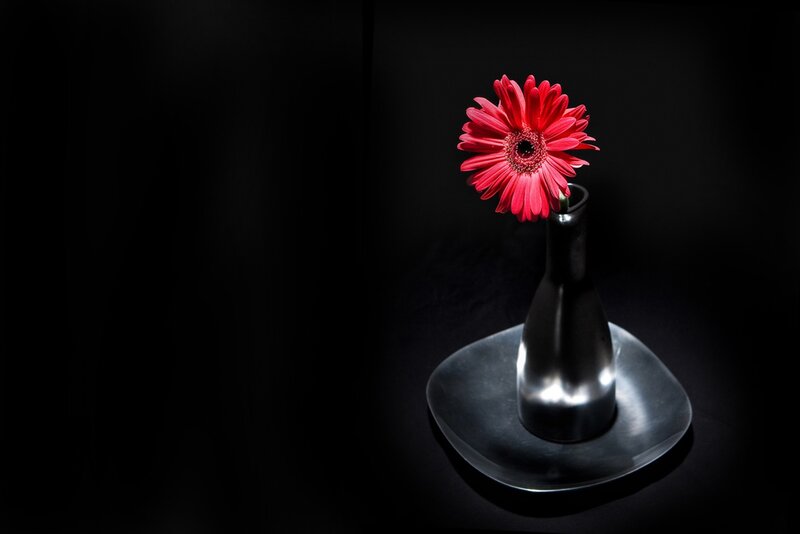 Red Gerbera Daisy — Black