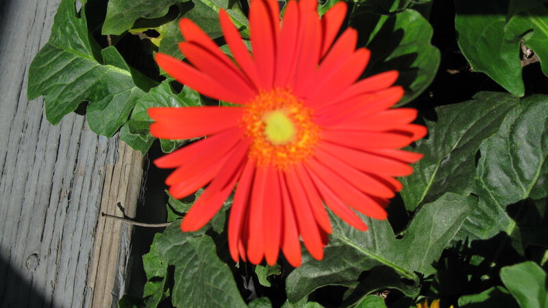 Red Gerbera Daisy — Bright