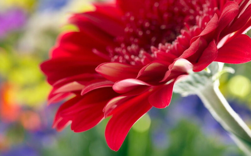 Red Gerbera Daisy — Calm, Afternoon, Photograph, Flower, Stem