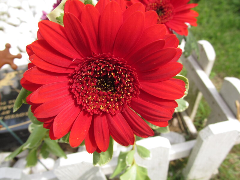 Red Gerbera Daisy — Calm, Afternoon, Photograph, Flower