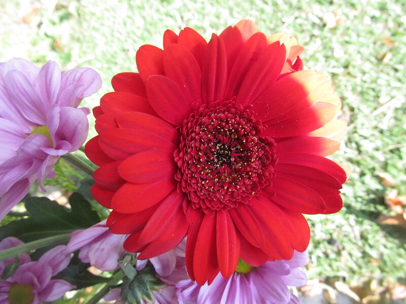 Red Gerbera Daisy — Calm, Afternoon, Photograph, Purple Flowers