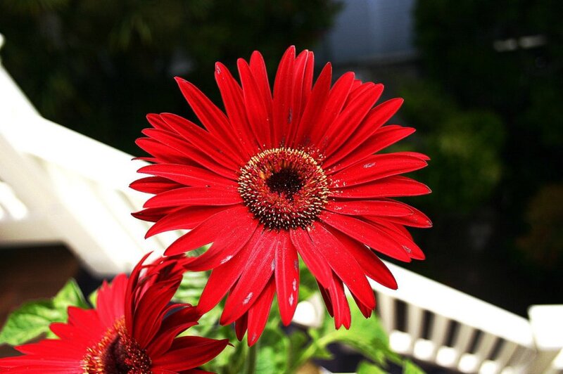 Red Gerbera Daisy — Calm, Afternoon, Photograph
