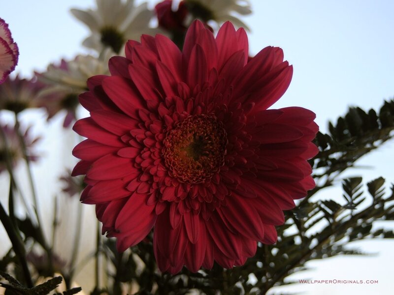 Red Gerbera Daisy — Calm, Afternoon