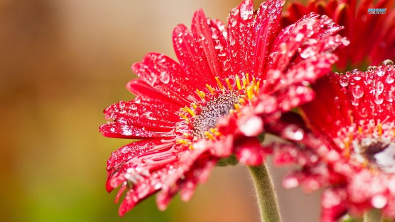 Red Gerbera Daisy — Calm, Morning