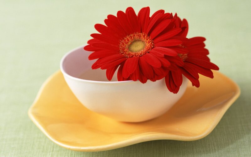 Red Gerbera Daisy — Calm, Photograph, Bowl