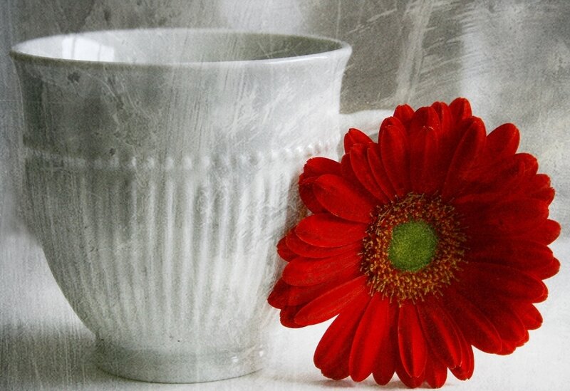 Red Gerbera Daisy — Calm, Photograph, Cup