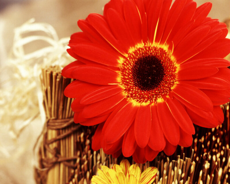 Red Gerbera Daisy — Calm, Photograph, Flower, Basket