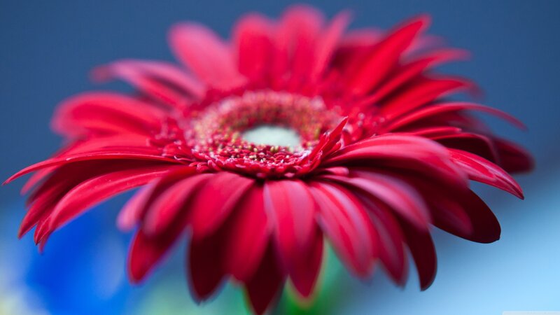 Red Gerbera Daisy — Calm, Photograph, Flower, Blue Background