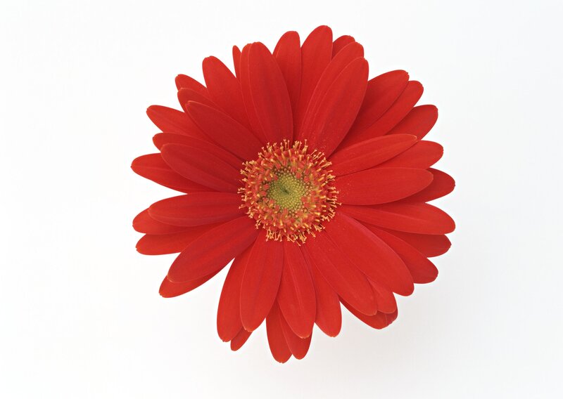 Red Gerbera Daisy — Calm, Photograph, Flower, Center
