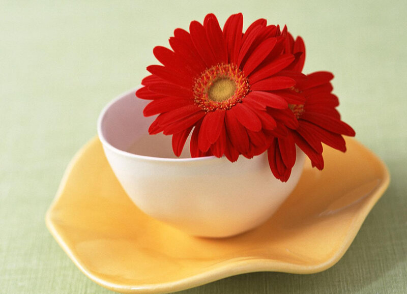 Red Gerbera Daisy — Calm, Photograph, Flower, Cup