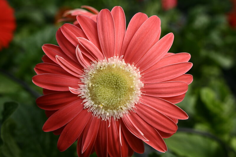 Red Gerbera Daisy — Calm, Photograph, Flower, Petals, Center