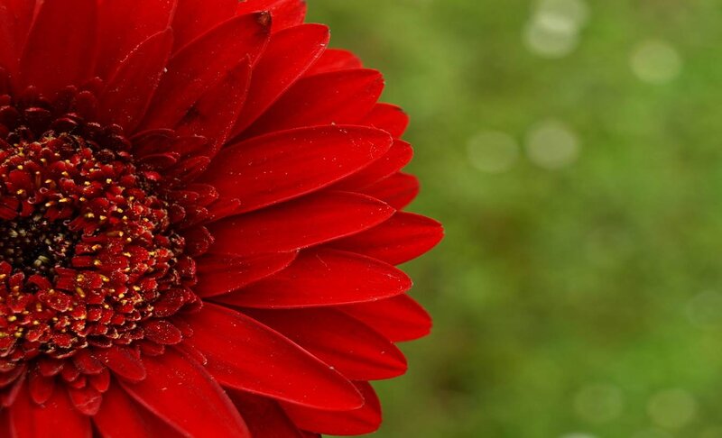 Red Gerbera Daisy — Calm, Photograph, Flower, Petals
