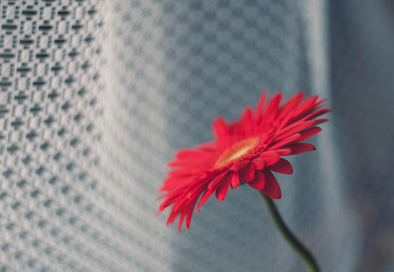 Red Gerbera Daisy — Calm, Photograph, Flower, Stem, Textured Background