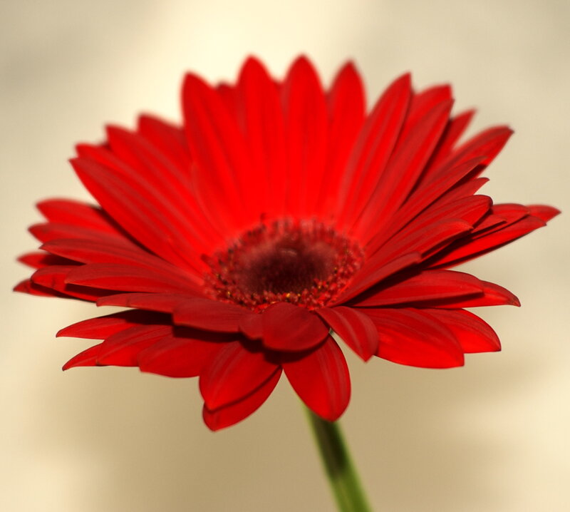 Red Gerbera Daisy — Calm, Photograph, Flower, Stem