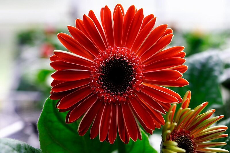 Red Gerbera Daisy — Calm, Photograph, Flower