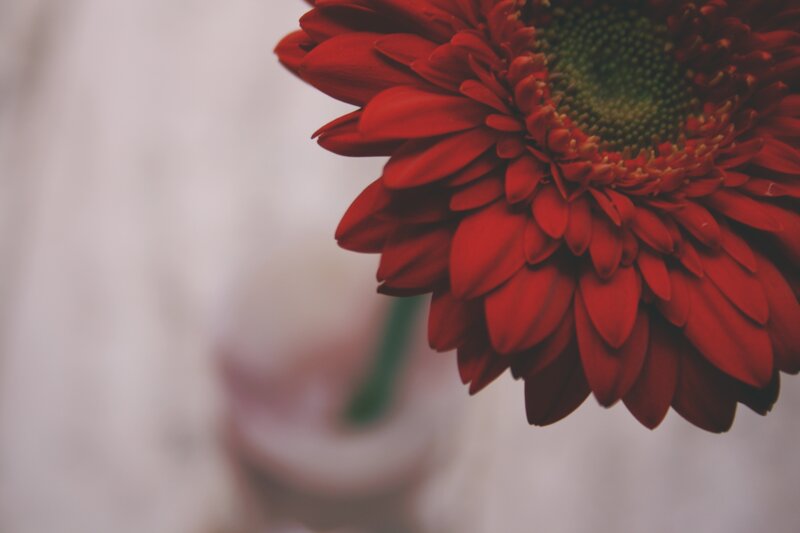 Red Gerbera Daisy — Calm, Photograph, Flower, Vase