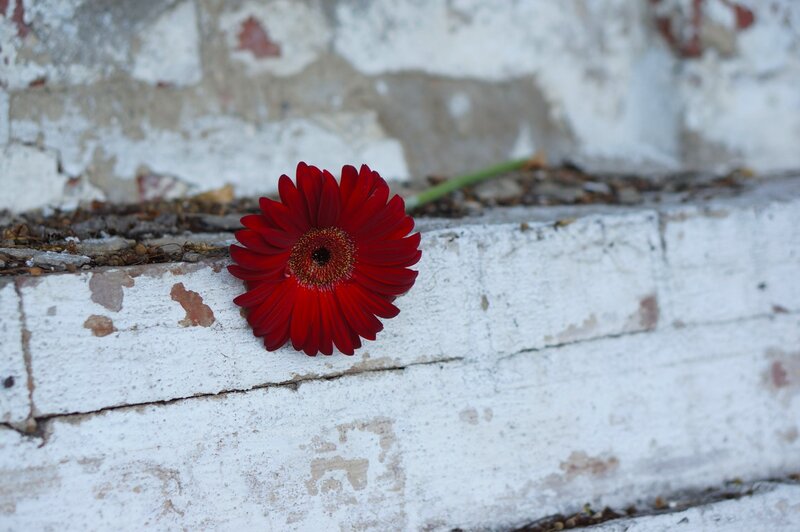 Red Gerbera Daisy — Calm, Photograph, Flower, Wall