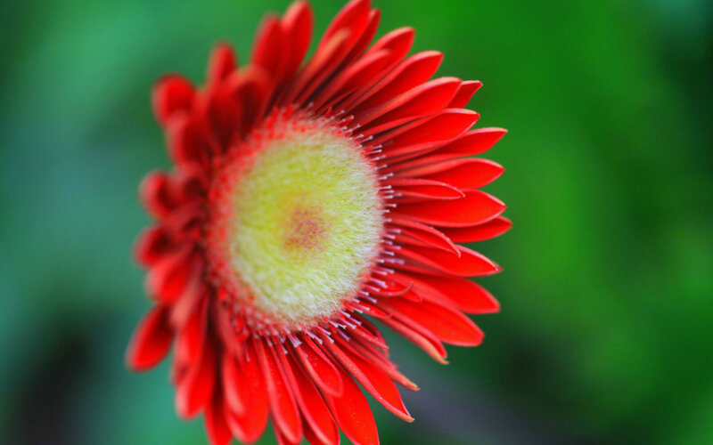 Red Gerbera Daisy — Calm, Photograph, Green Background