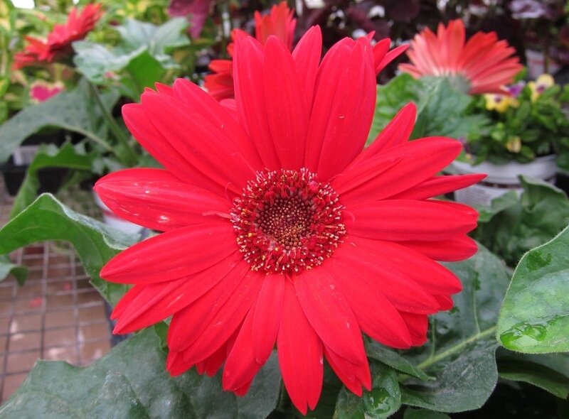 Red Gerbera Daisy — Calm, Photograph, Green Leaves, Flower Pot