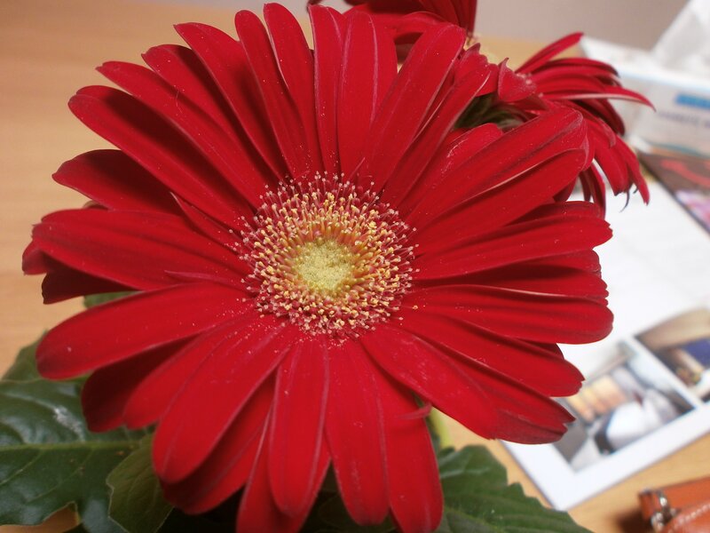 Red Gerbera Daisy — Calm, Photograph, Green Leaves, Table