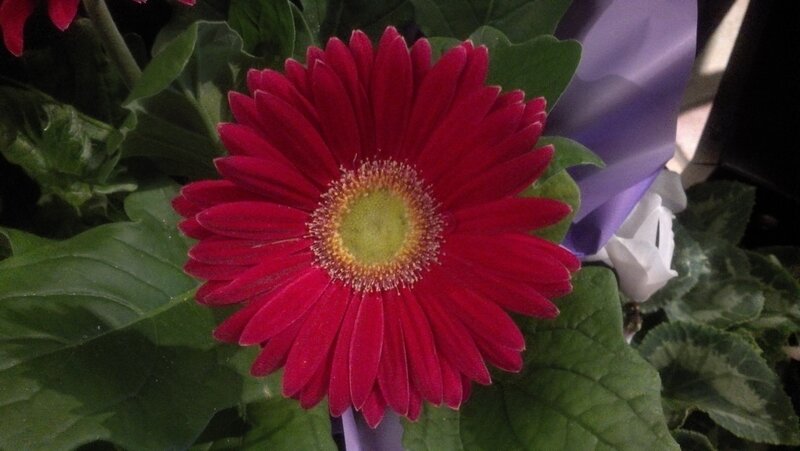 Red Gerbera Daisy — Calm, Photograph, Green Leaves