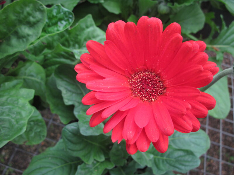 Red Gerbera Daisy — Calm, Photograph, Green Leaves, Wire Fence