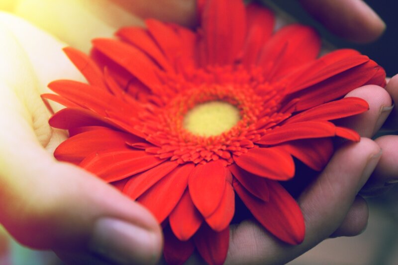 Red Gerbera Daisy — Calm, Photograph, Hand